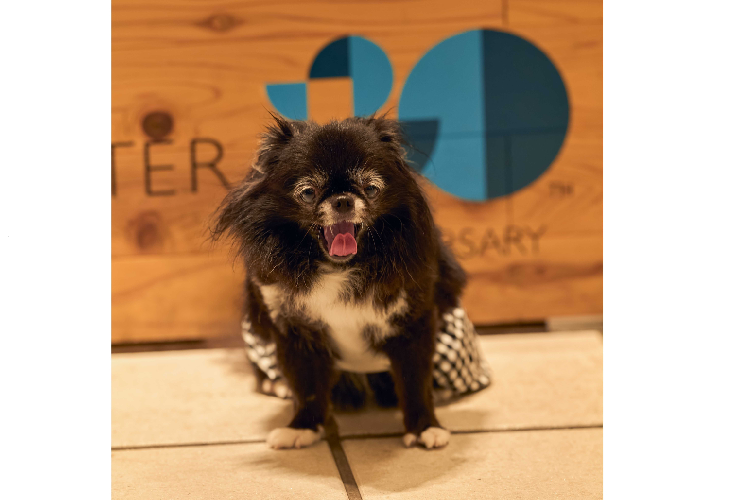 第20回マスコット犬グランプリ決定