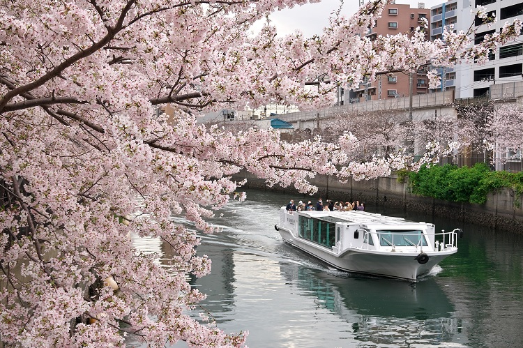 シーバスで行く大岡川桜クルーズ2026
